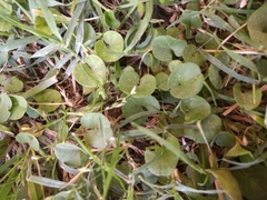 Dichondra repens