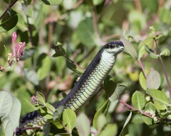 Dispholidus typus typus