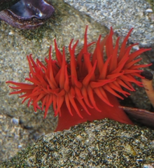 Anemonia alicemartinae