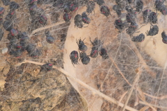 Parawixia bistriata
