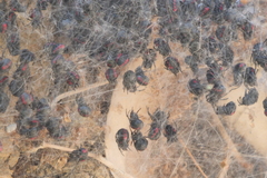 Parawixia bistriata