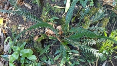 Blechnum parrisiae