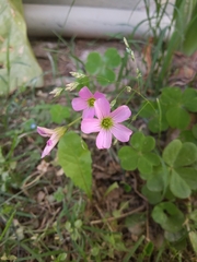 Oxalis debilis