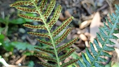 Blechnum parrisiae