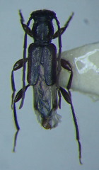 Nathrius brevipennis