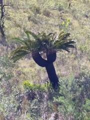 Encephalartos longifolius