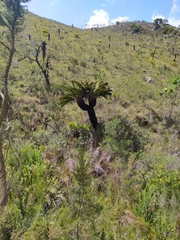 Encephalartos longifolius