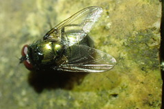 Neomyia cornicina