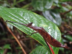 Loxopsis valeroi