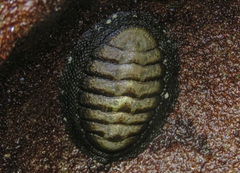 Chiton granosus