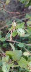 Acalypha arvensis