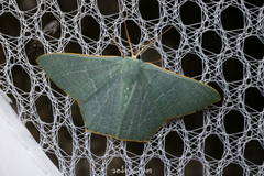 Pelagodes antiquadraria