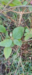 Acalypha arvensis