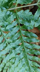 Pteris tremula