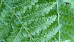 Pteris tremula