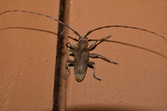 Acalolepta