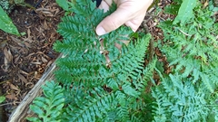 Pteris tremula