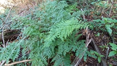 Pteris tremula