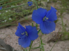 Commelina agrostophylla