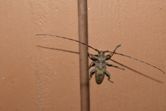 Acalolepta
