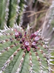 Euphorbia polygona