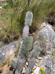 Euphorbia polygona