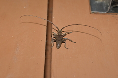 Acalolepta