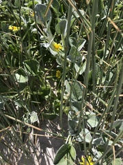 Arctotheca populifolia