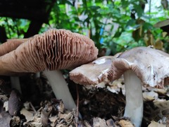 Volvopluteus gloiocephalus