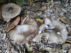 Volvopluteus gloiocephalus