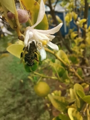 Apis mellifera scutellata