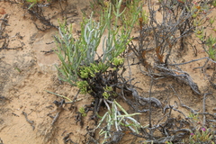 Senecio sarcoides