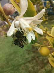 Apis mellifera scutellata