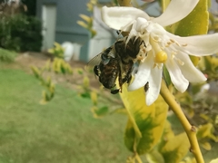 Apis mellifera scutellata