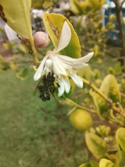 Apis mellifera scutellata