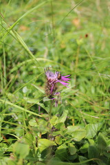Centaurea nervosa
