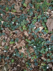 Geophila repens