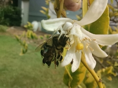 Apis mellifera scutellata