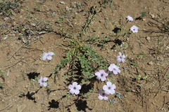 Linum hirsutum