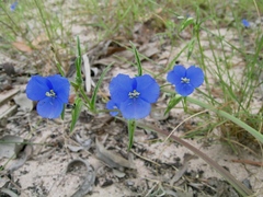 Commelina agrostophylla