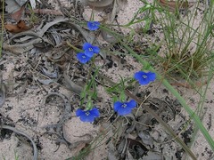 Commelina agrostophylla