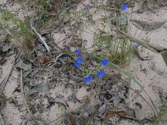 Commelina agrostophylla