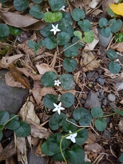 Geophila repens