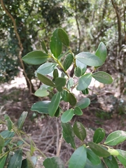 Robsonodendron eucleiforme