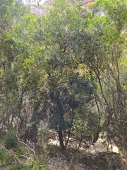 Robsonodendron eucleiforme