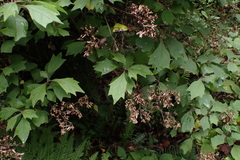 Gymnanthemum capense