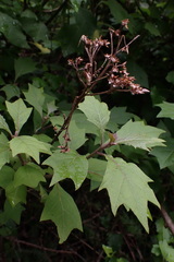 Gymnanthemum capense