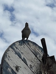 Mimus thenca