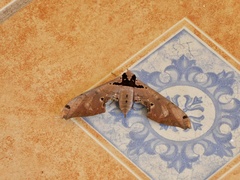 Adhemarius gannascus