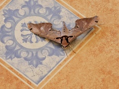 Adhemarius gannascus